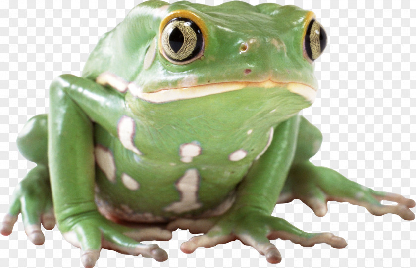 Frog Image Clip Art PNG