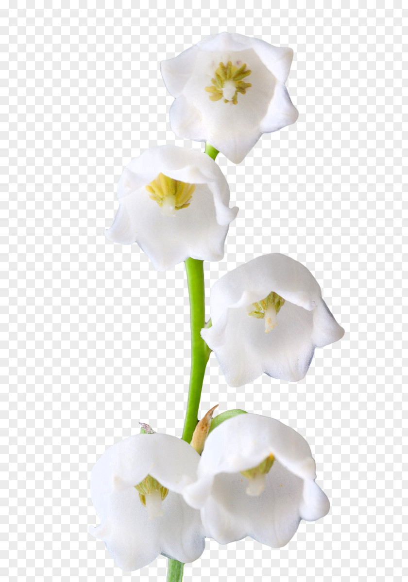 Lily Of The Valley Lilium Candidum Flower Clip Art PNG