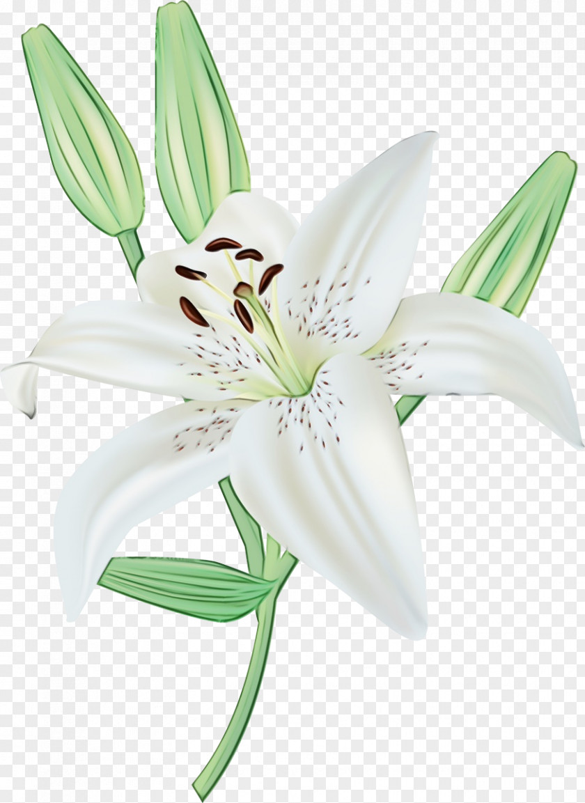 Lily Order Perennial Plant White Flower PNG