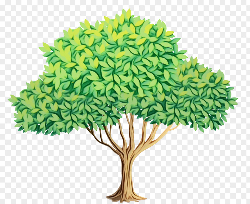 Plant Stem Shrub Oak Tree Drawing PNG
