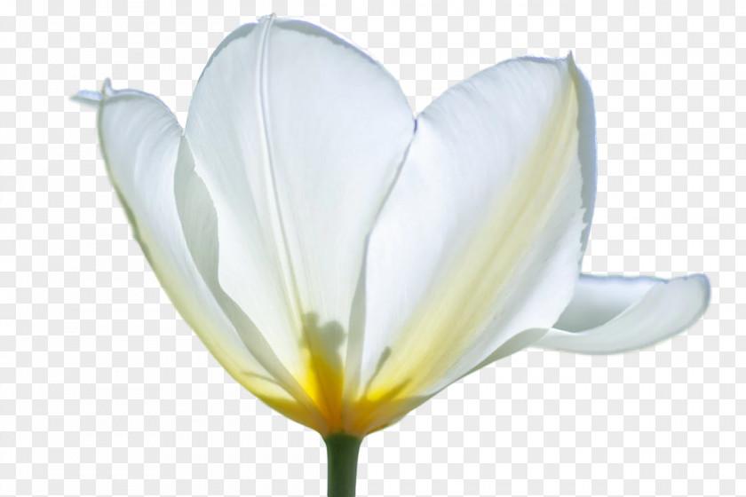 Plant Stem Tulip Lilies Petal Meter PNG