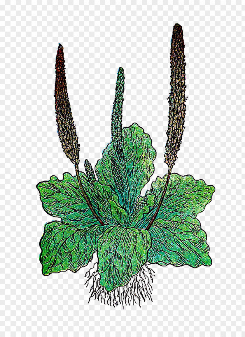 Plantain Cliparts Herb Cooking Banana Clip Art PNG