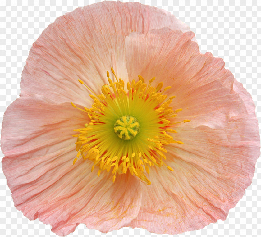 Poppy Flower Photography Clip Art PNG