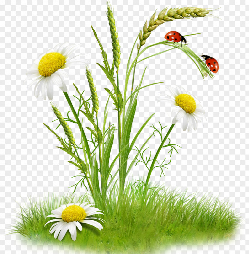 Chamomile Flower Bouquet Clip Art PNG