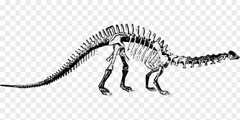 Dinosaur Brontosaurus Apatosaurus Tyrannosaurus Stegosaurus Park PNG
