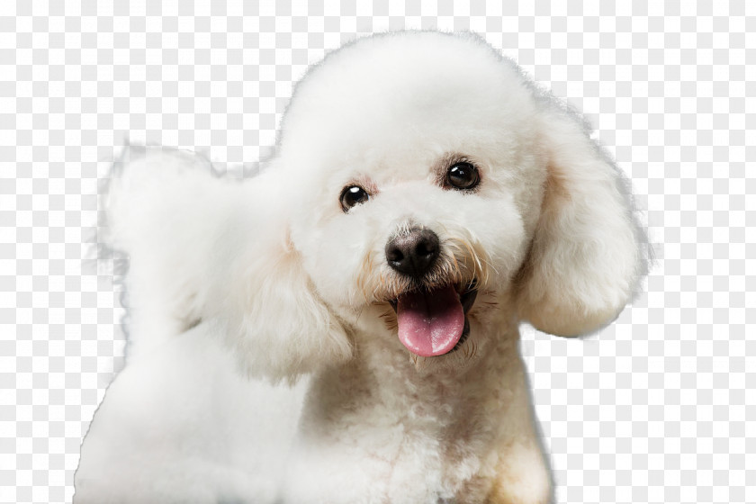 Reveal The Tongue Maltese Dog Bichon Frise Miniature Poodle Bolognese Havanese PNG