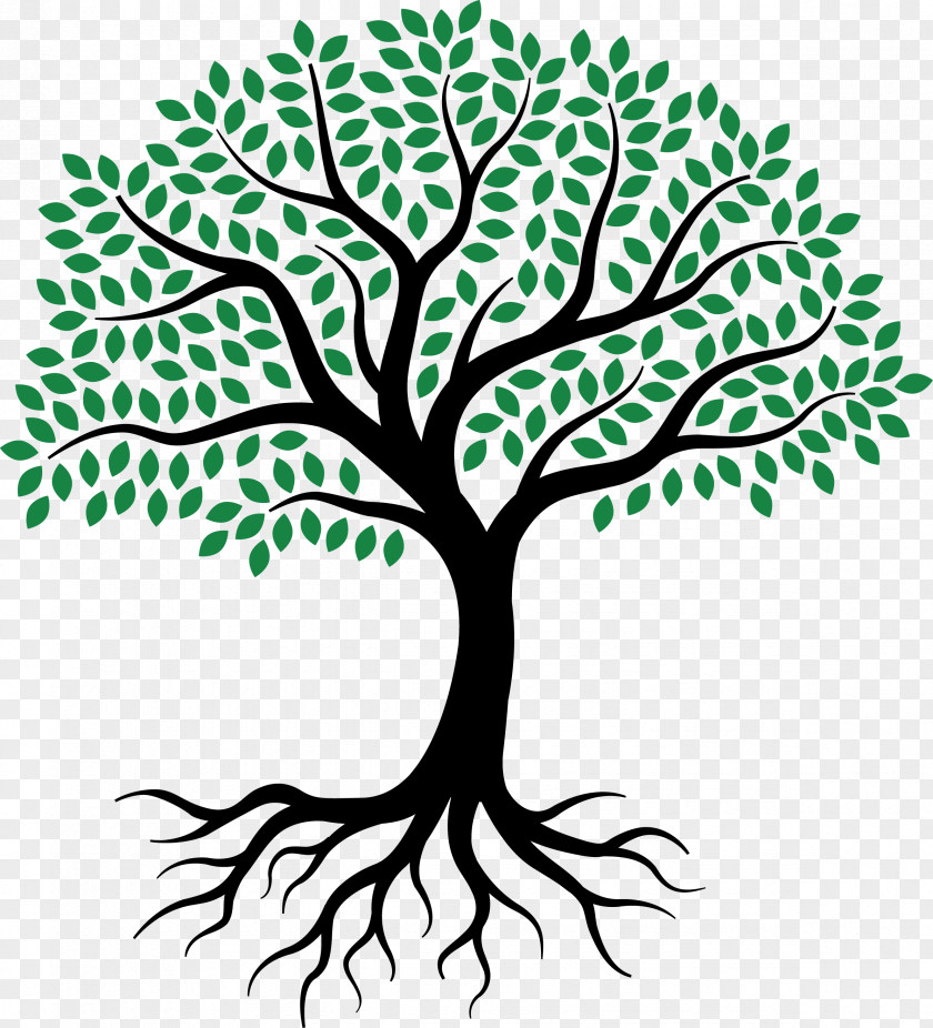 Tree Of Life Drawing Root Sketch PNG