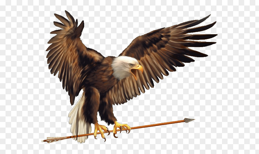 Bald Eagle Symbol Meaning True Eagles PNG