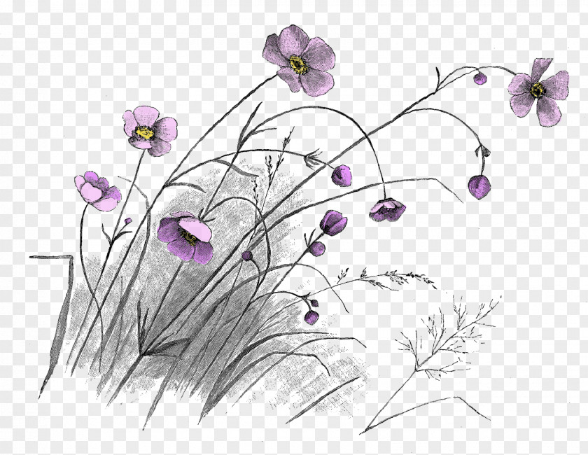 Flower Drawing Floral Design Art PNG