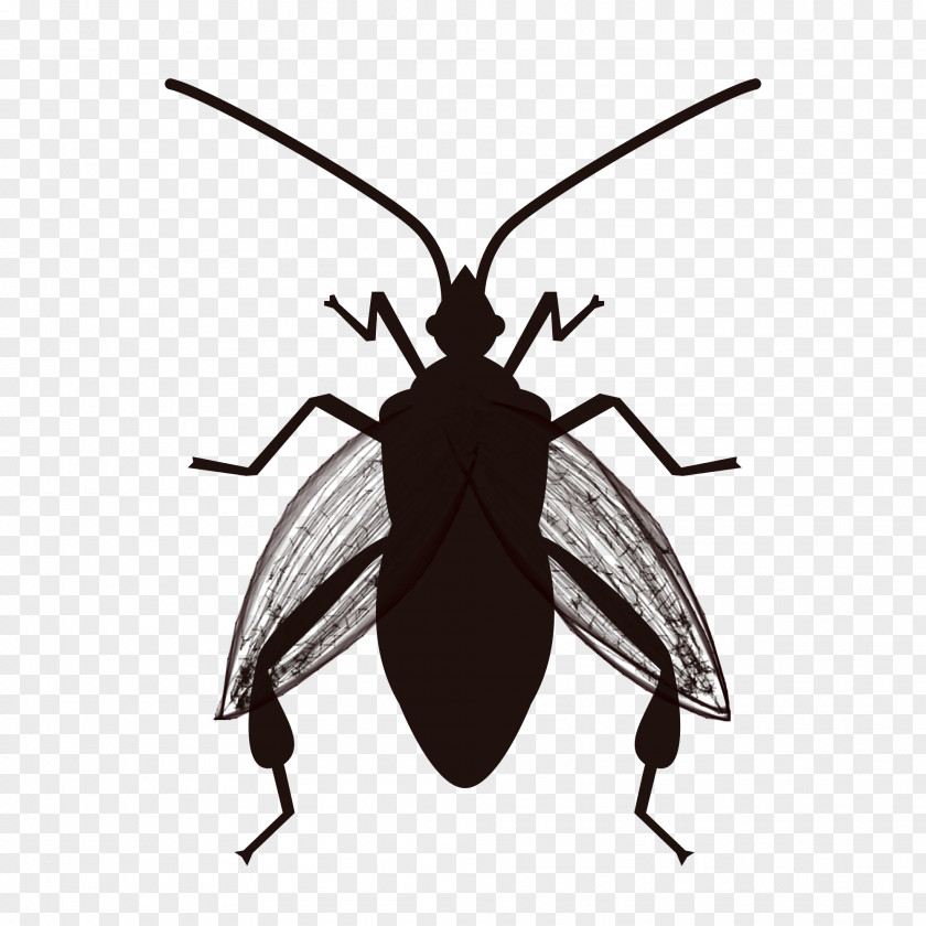 Insect Cockroach Software Bug True Bugs Pest PNG