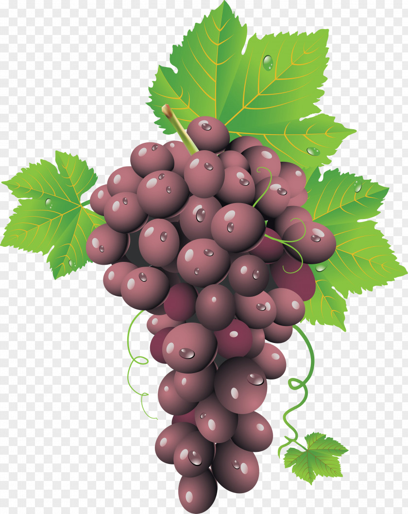 Red Grape Image Common Vine Wine Leaves PNG