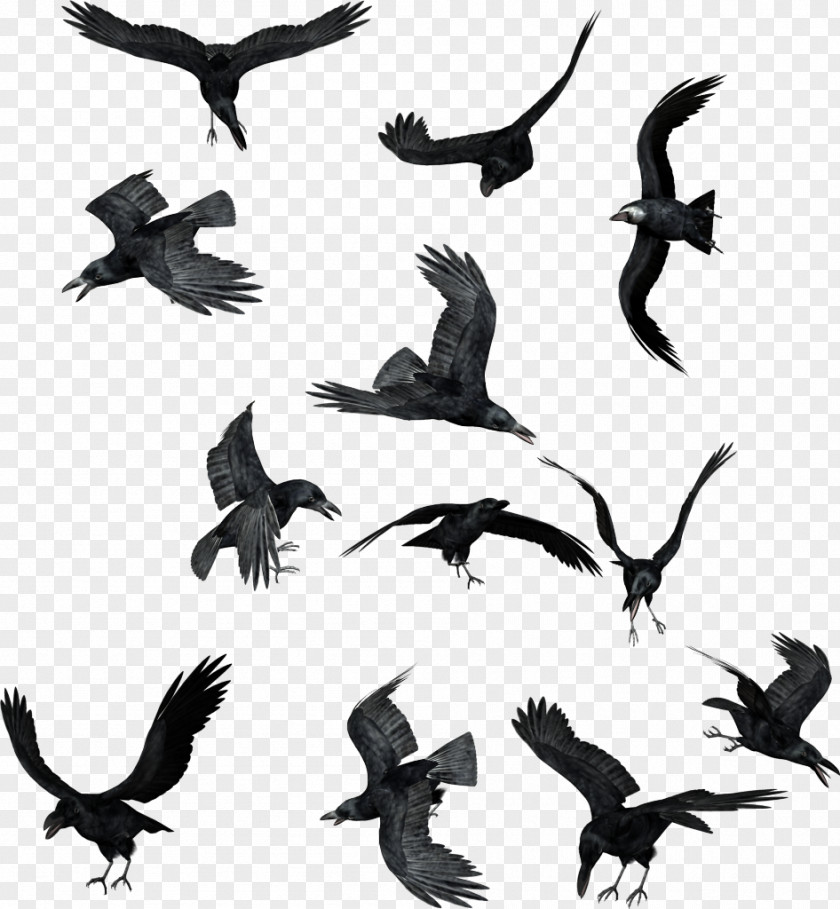 Bird Common Raven American Crow Clip Art PNG