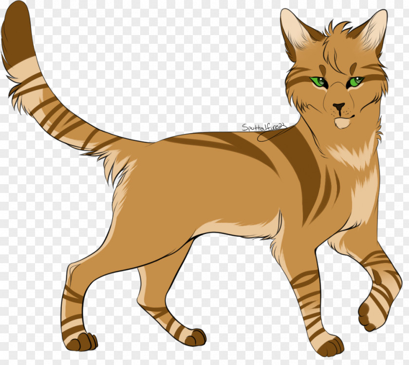 Cat Wildcat Whiskers Domestic Short-haired Warriors PNG