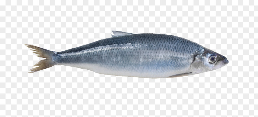 Fish Sardine Norway Atlantic Herring Mackerel PNG