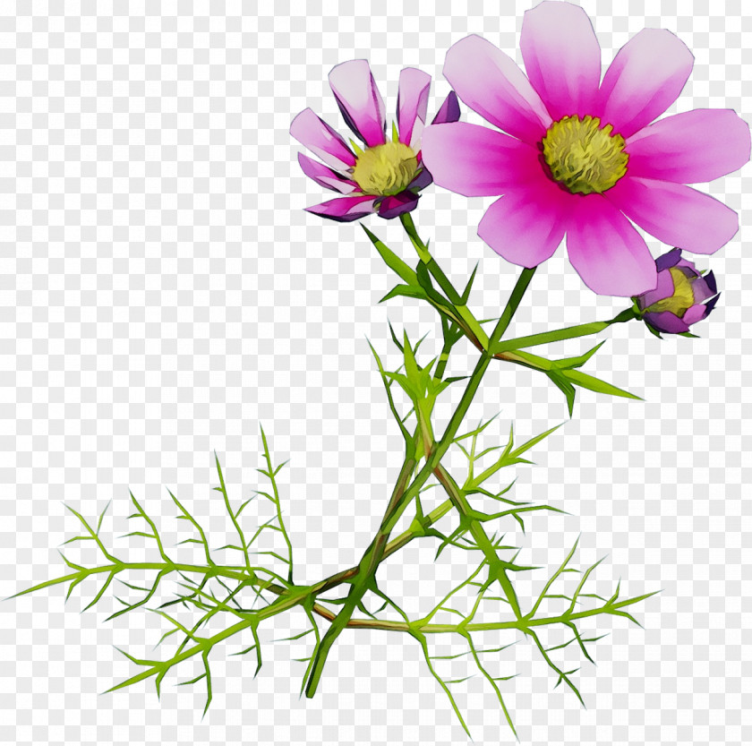 Garden Cosmos Marguerite Daisy Roman Chamomile Cut Flowers Aster PNG