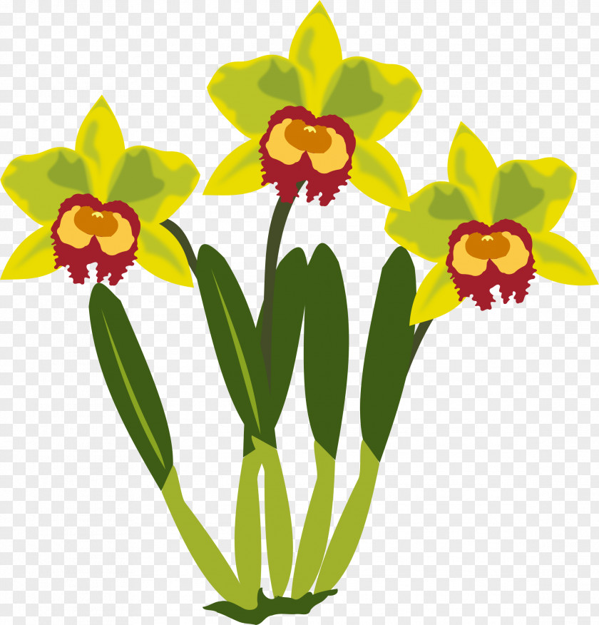Orchids Cattleya Clip Art PNG