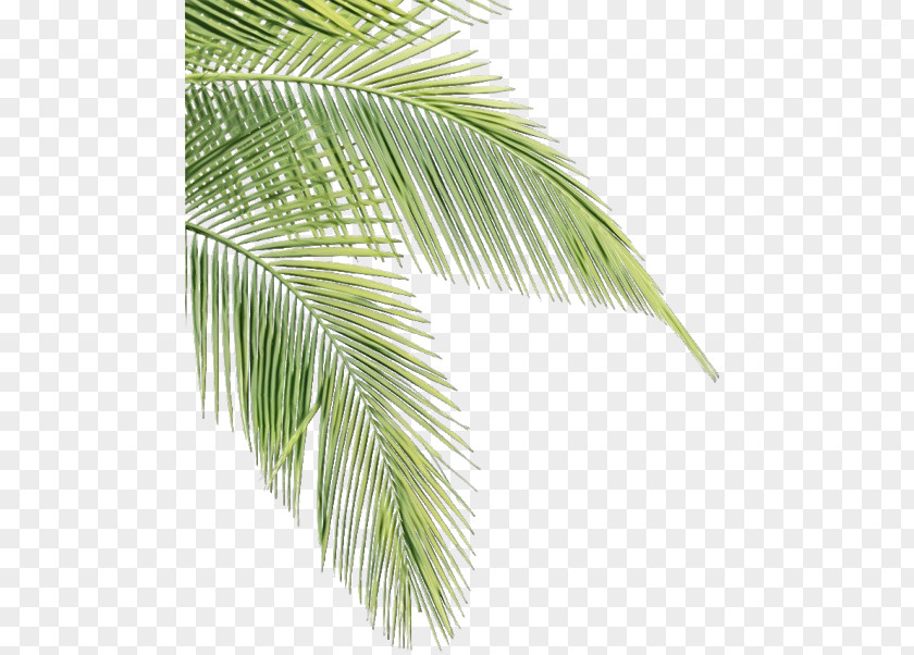 Palm Tree PNG