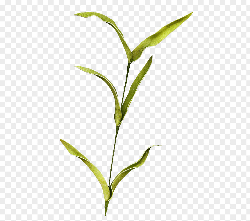 Twigs Leaf Plant Stem Branch Clip Art PNG