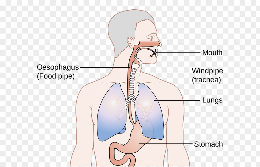 Esophagus Trachea Human Body Anatomy PNG