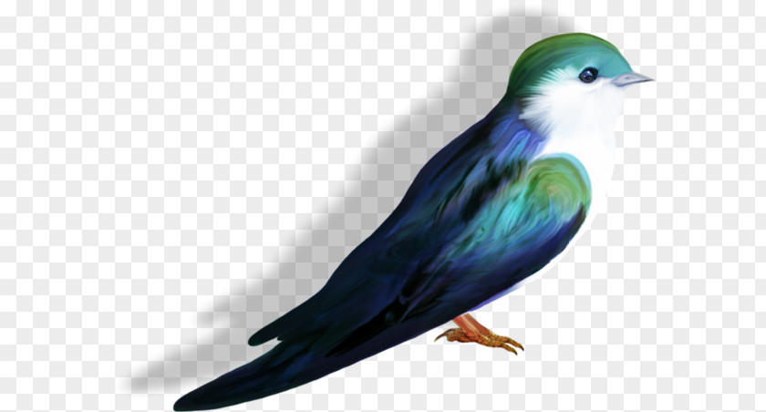 Gorgeous Green Pigeon Sumba Swallow PNG