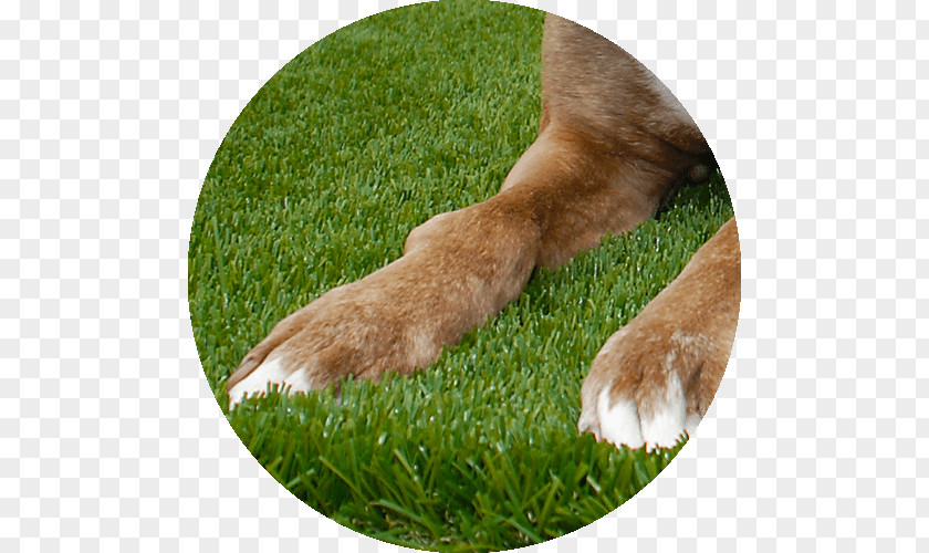 Lush Grass Lawn Artificial Turf Garden Dog Breed Meadow PNG