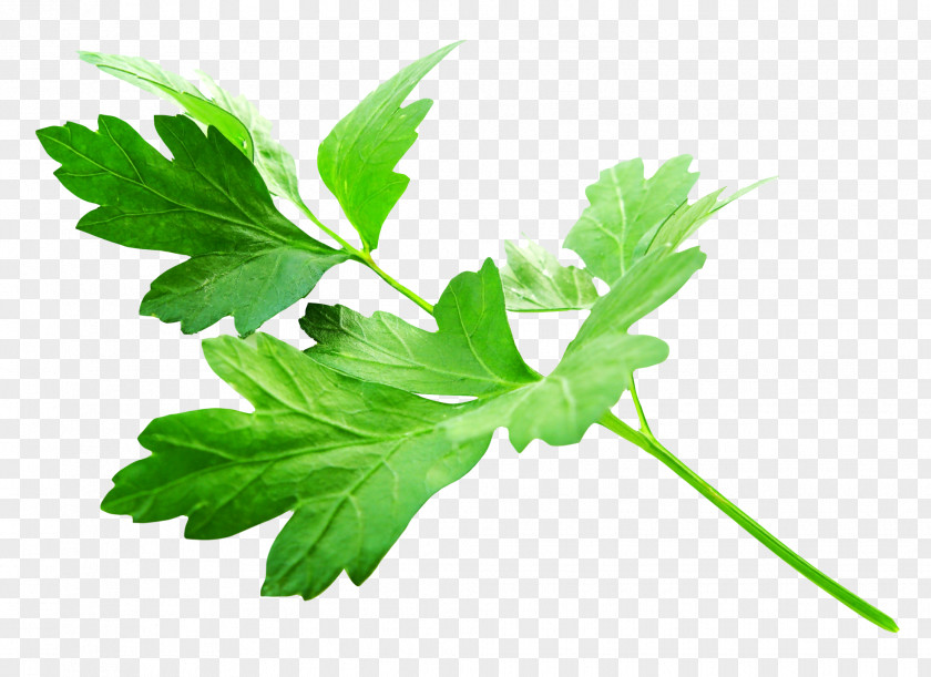 Parsley Leaves Vegetarian Cuisine Herb Vegetable Food PNG