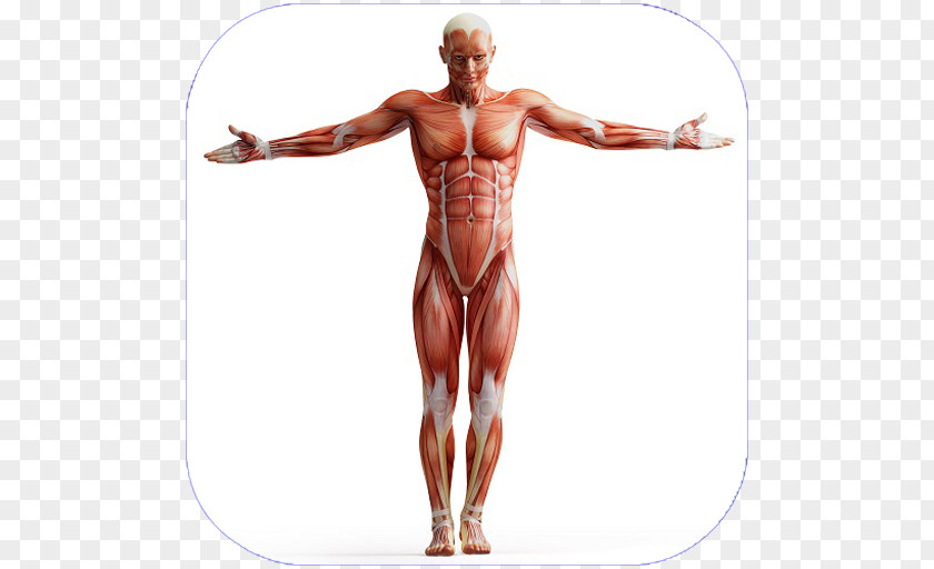 Arm Human Body Anatomy Muscle Homo Sapiens Muscular System PNG