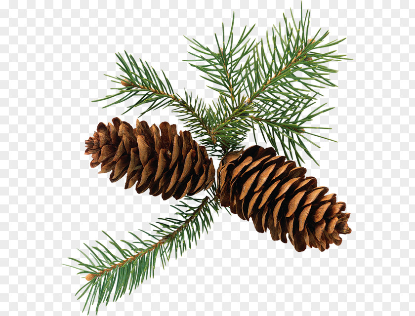 Conifer Cone Scots Pine Clip Art Fir PNG