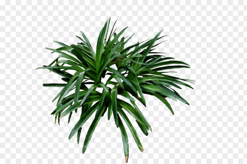 Evergreen Shrub Palm Tree Drawing PNG