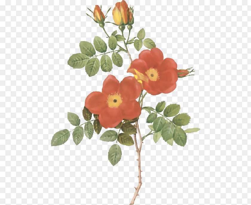 Flower Sweet-Brier Botanical Illustration PNG