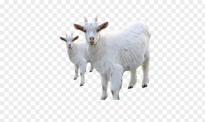 Goat Sheep Price Livestock PNG