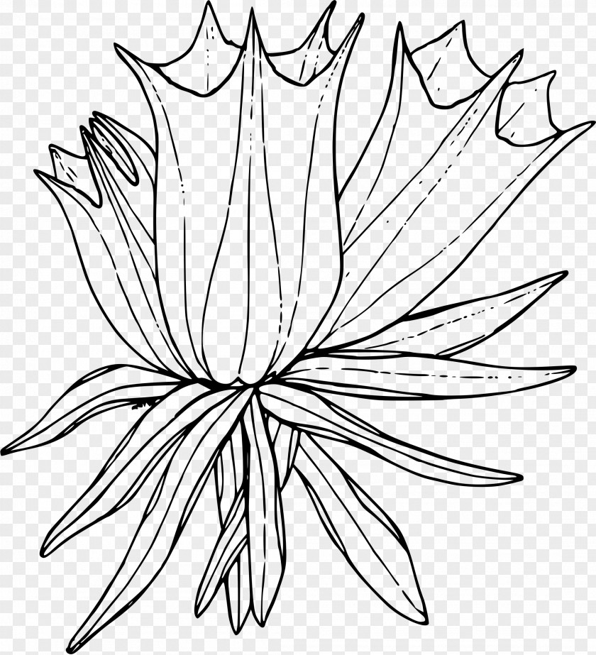 Herbaceous Plant Symmetry Leaf Line Art Black-and-white Coloring Book PNG
