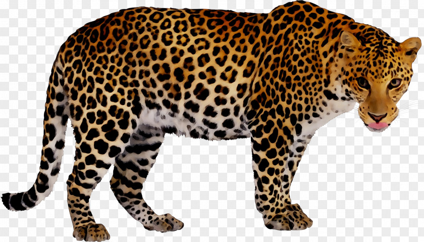 Leopard Book Jaguar My First 123 Cheetah PNG