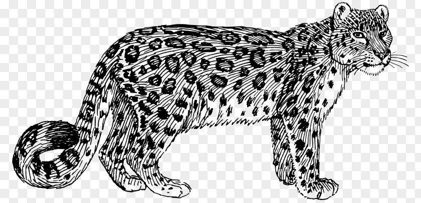 African Leopard Snow Color Drawing Clip Art PNG