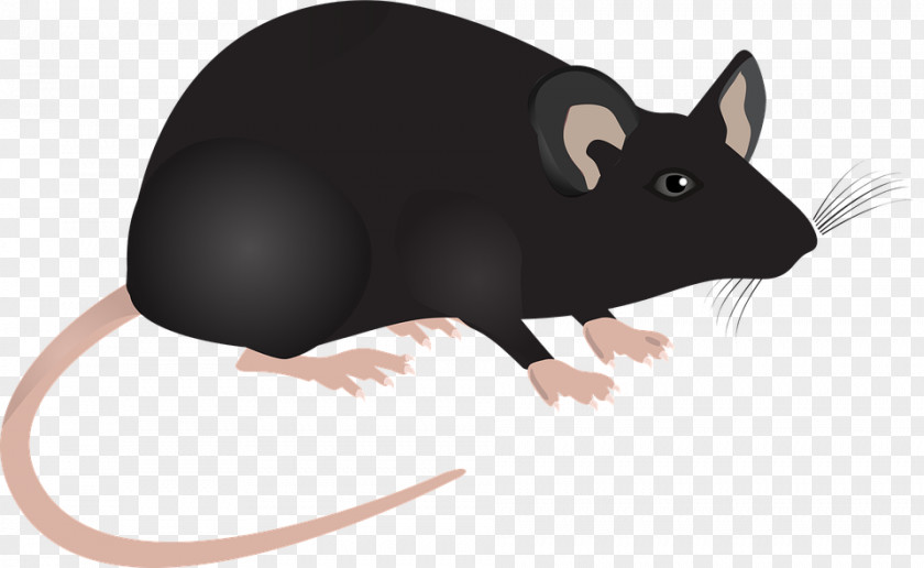Blue Rose Computer Mouse Rodent Rat PNG