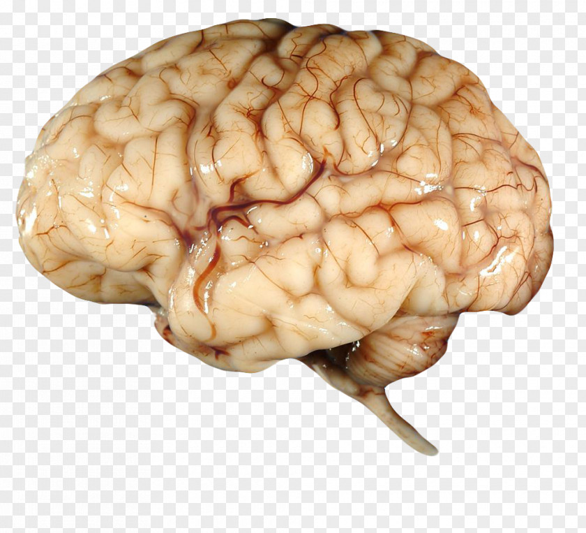 Brain Clip Art PNG