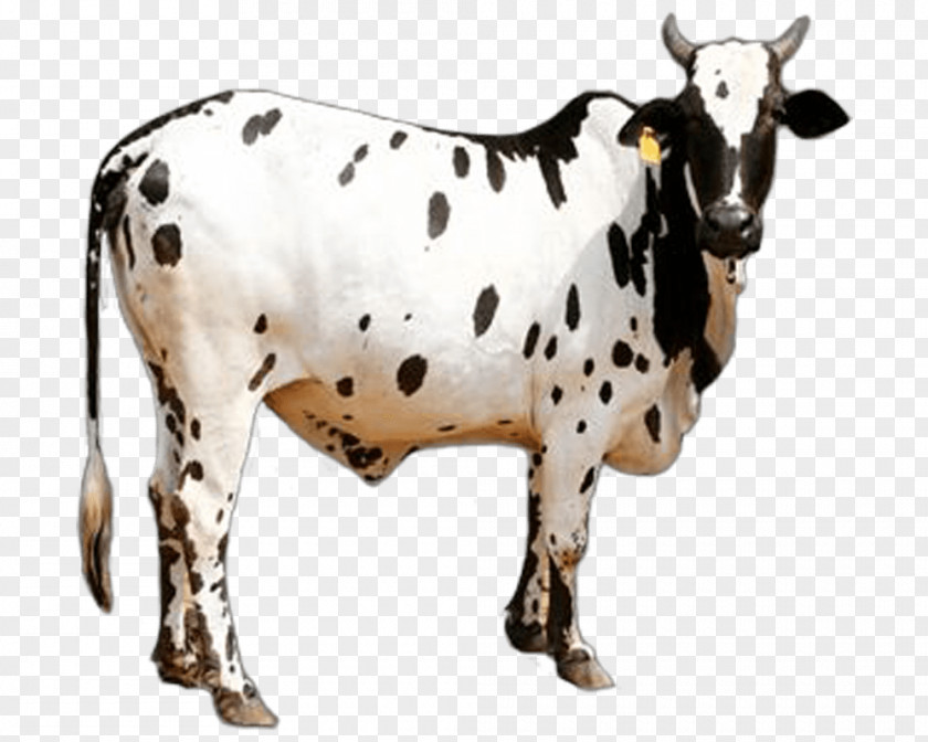 Cow Dangi Cattle Gyr Khillari Sahiwal Deoni PNG