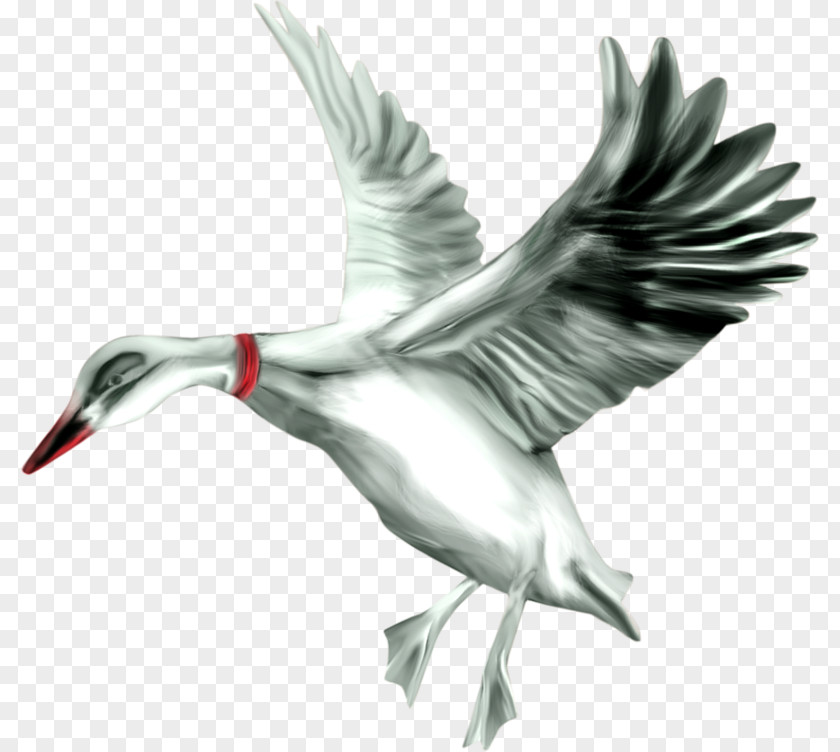 Duck Bird Flamingos Clip Art PNG