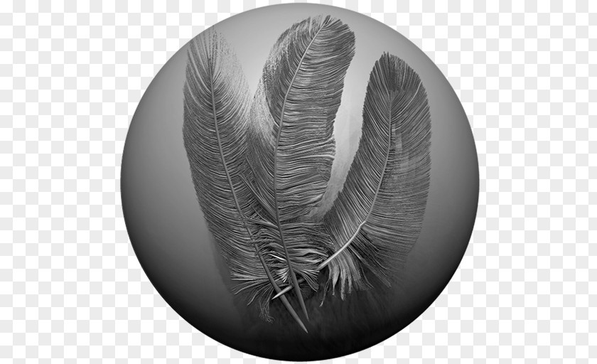 Feather ZBrush Rendering Tutorial Texture Mapping PNG