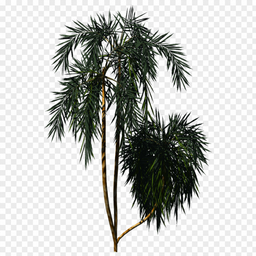 Palm Tree Pine Arecaceae Plant PNG