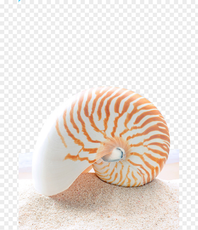 Pretty Conch Stock Photography Chambered Nautilus Clip Art PNG