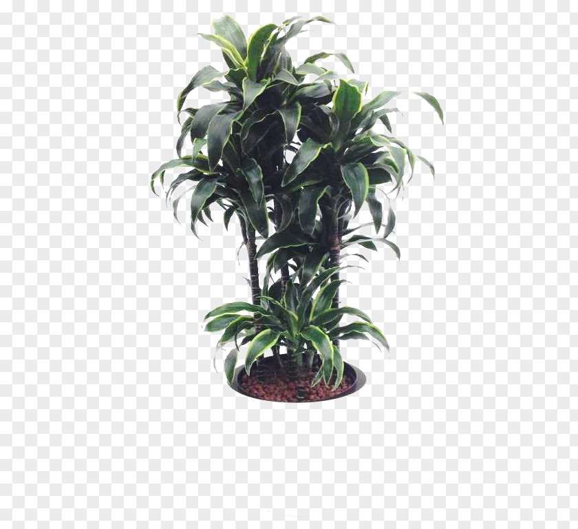 Tree Flowerpot Houseplant Evergreen Shrub PNG