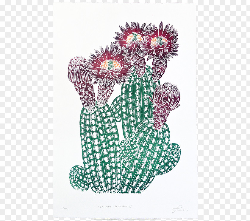 Watercolor Succulent Cactaceae Printing Printmaking PNG