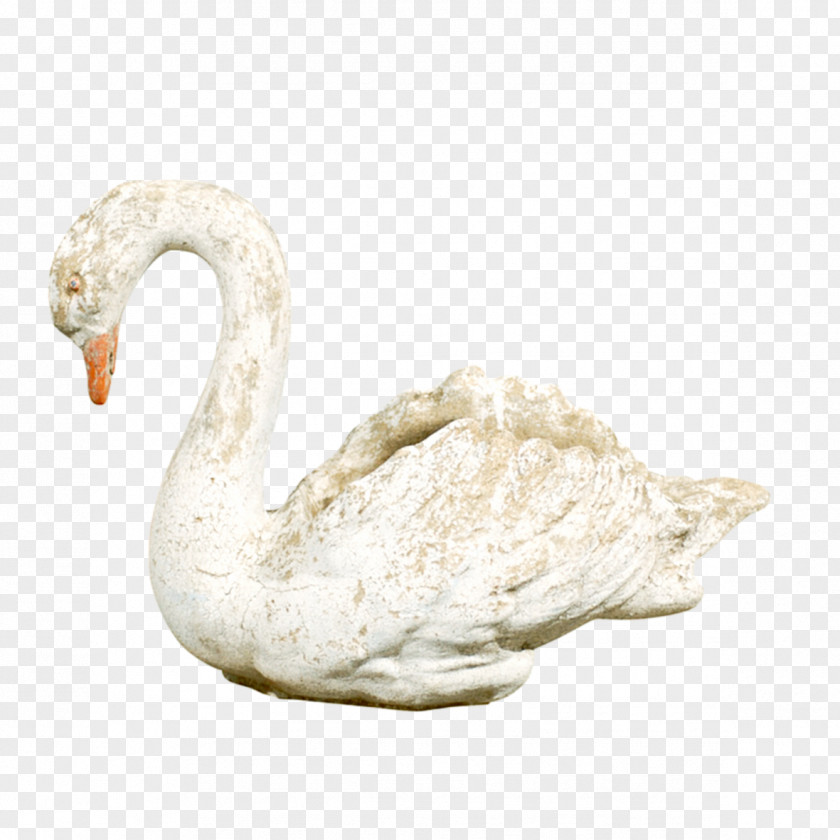 White Swan Cygnini PNG