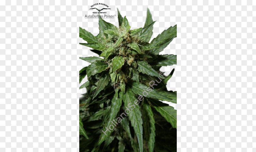 Cannabis Durban Poison Autoflowering Seed Kush PNG