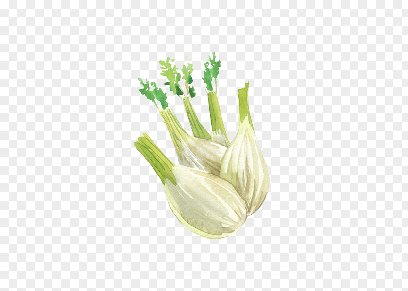 Garlic Watercolor Onion Allium Fistulosum Painting Illustration PNG