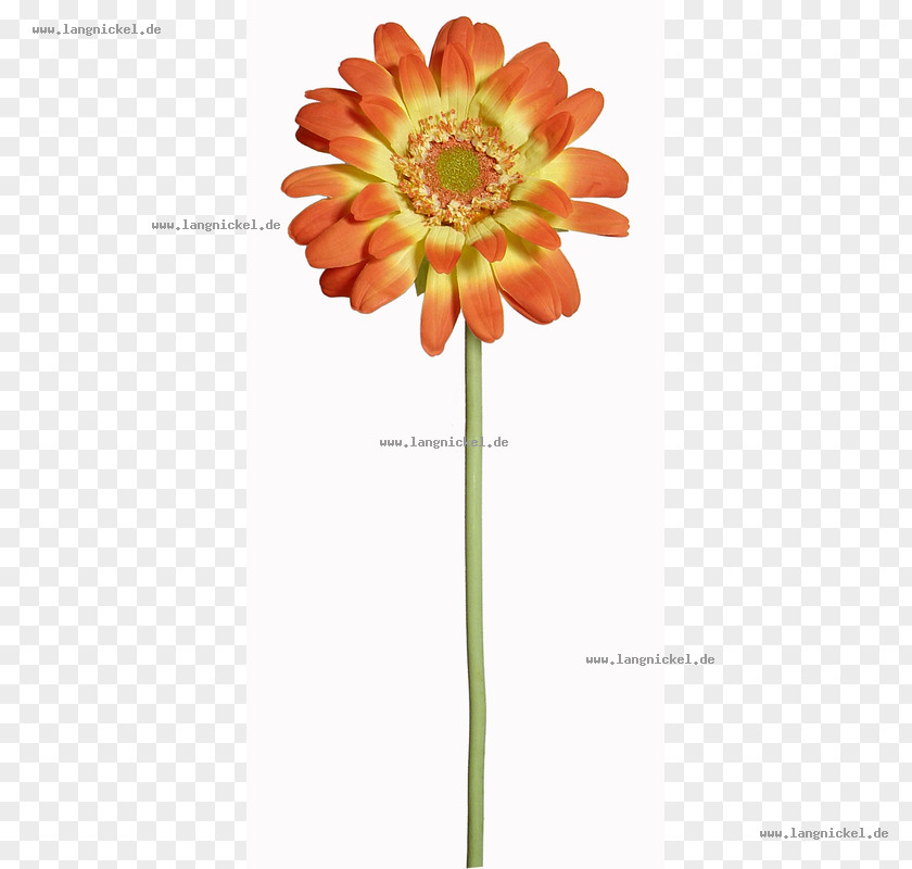 Orange Gerbera Transvaal Daisy Cut Flowers Dahlia Common Sunflower PNG
