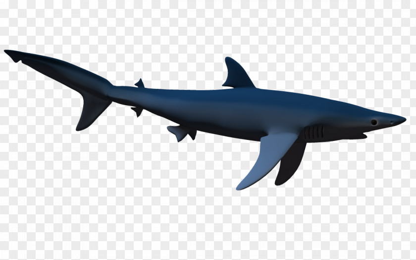3d Cartoon Shark & Dolphin 3D Computer Graphics Clip Art PNG