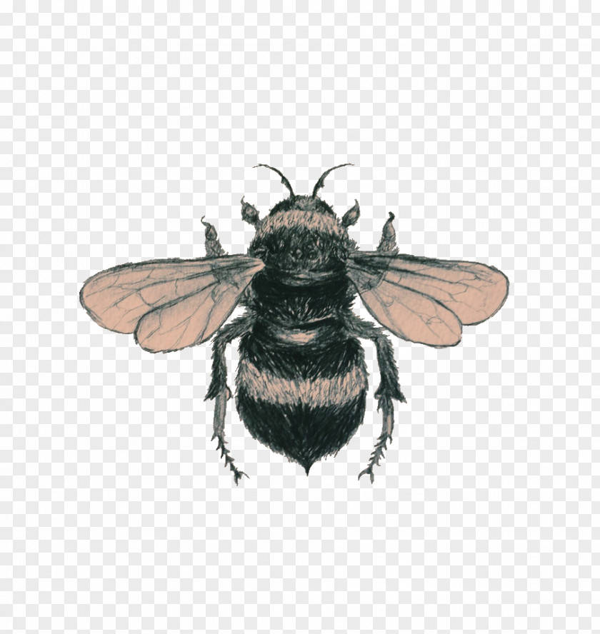 Bee Drawing Art PNG