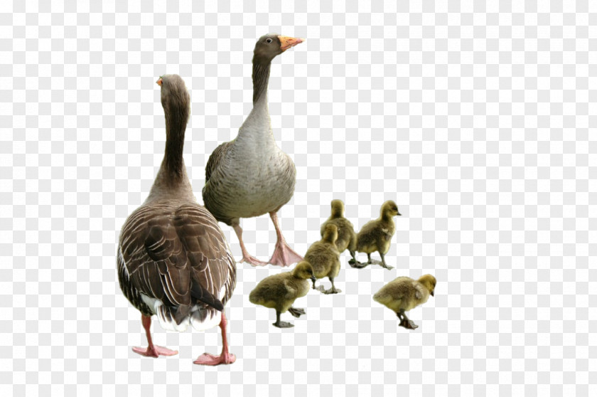 Duck Goose Centerblog Fowl PNG